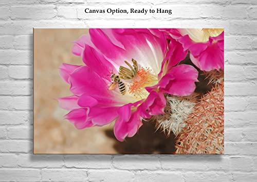Картина на природата с Цветето Пустинен Кактус и Пчела