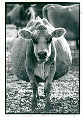 Винтажное снимка на едрия рогат добитък: Кравата позволяват навозных насекоми